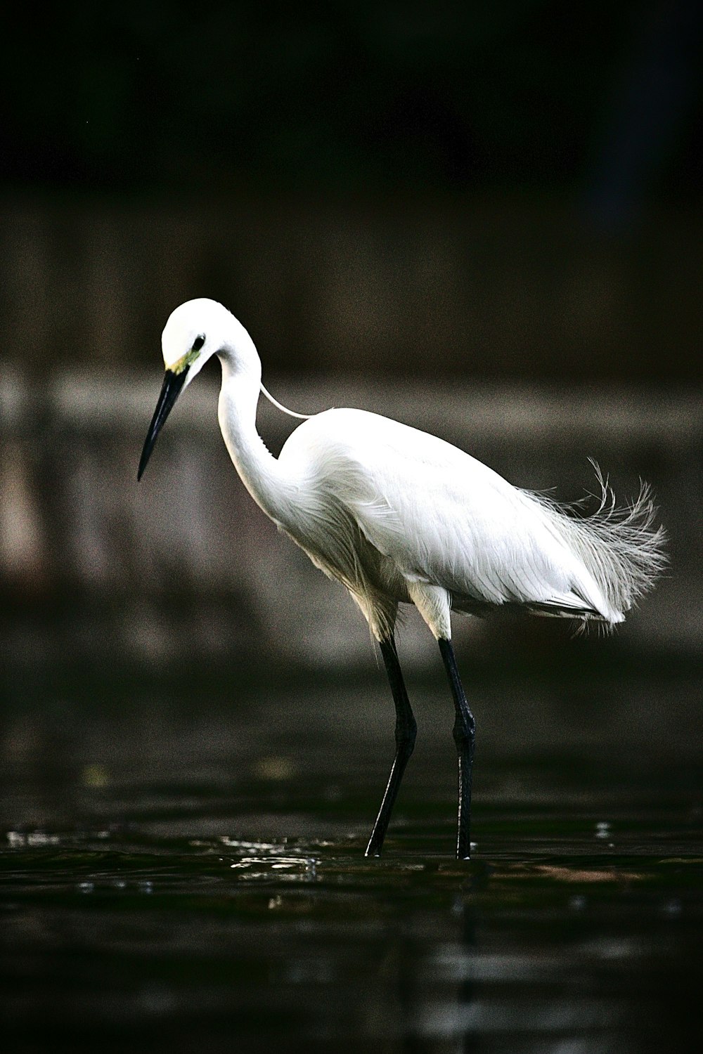 a white bird with a long beak