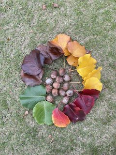 Outdoor learning session with kids gathered around a teacher showing different types of fall foliage.