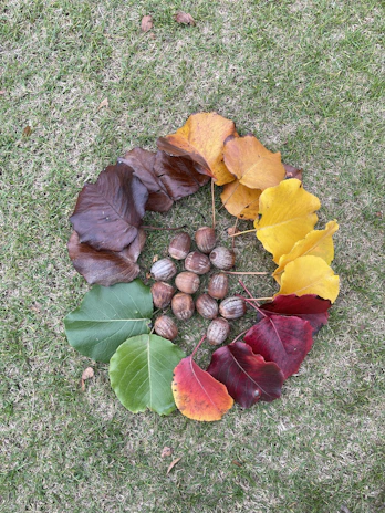 Outdoor learning session with kids gathered around a teacher showing different types of fall foliage.