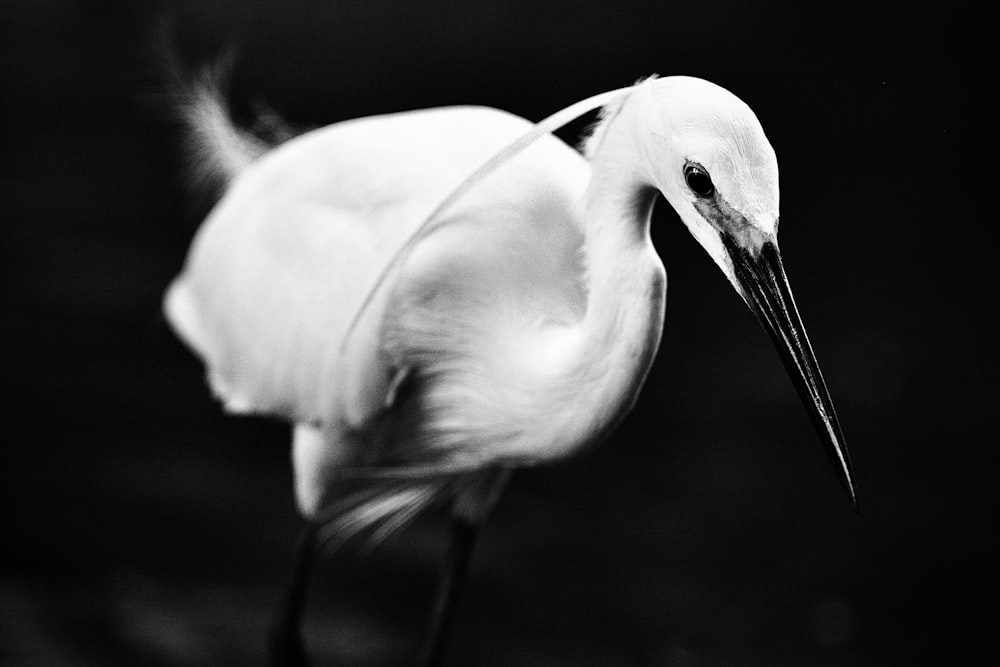 a white bird with a long beak