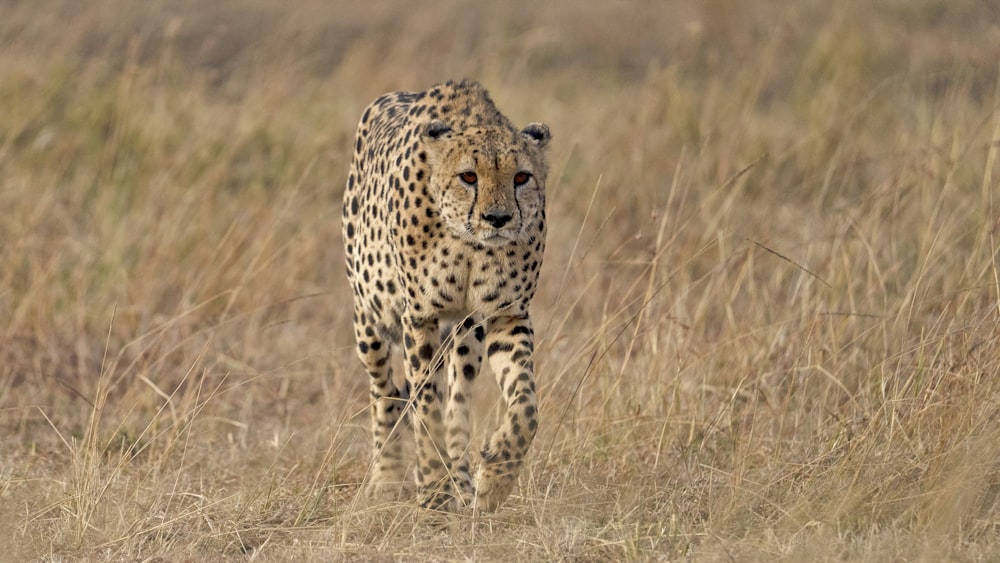 a cheetah in a field