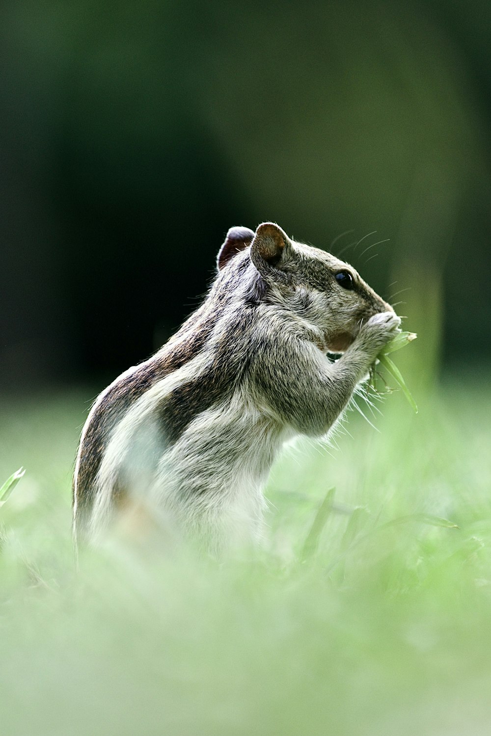 a squirrel standing in the grass