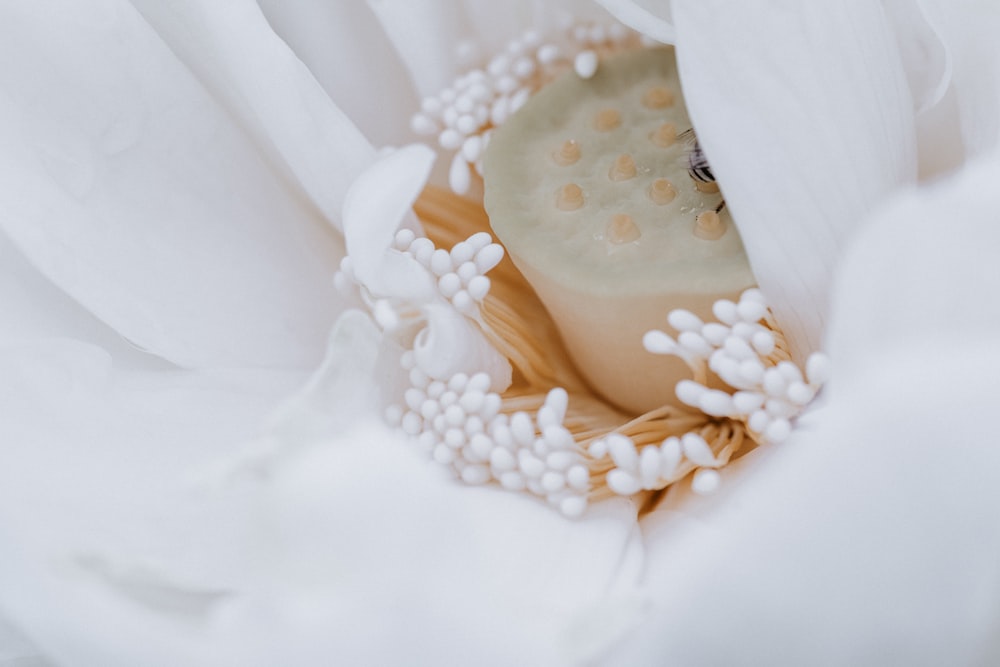 a white bag with white and yellow objects in it