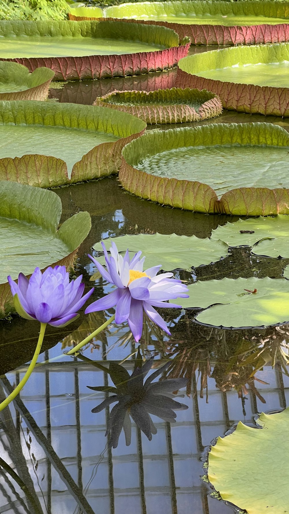 a pond with lily pads and lily pads