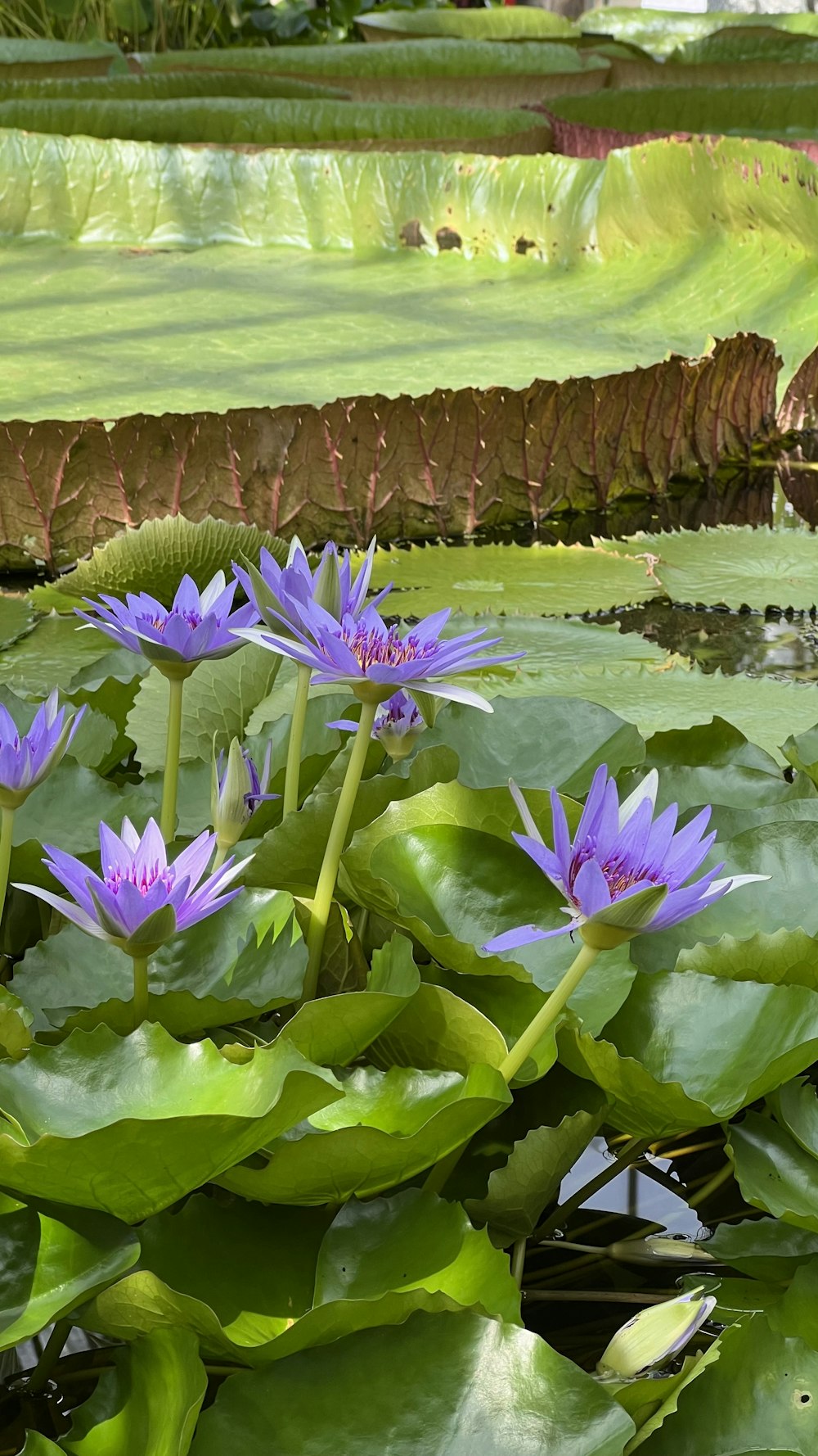 purple flowers on a plant