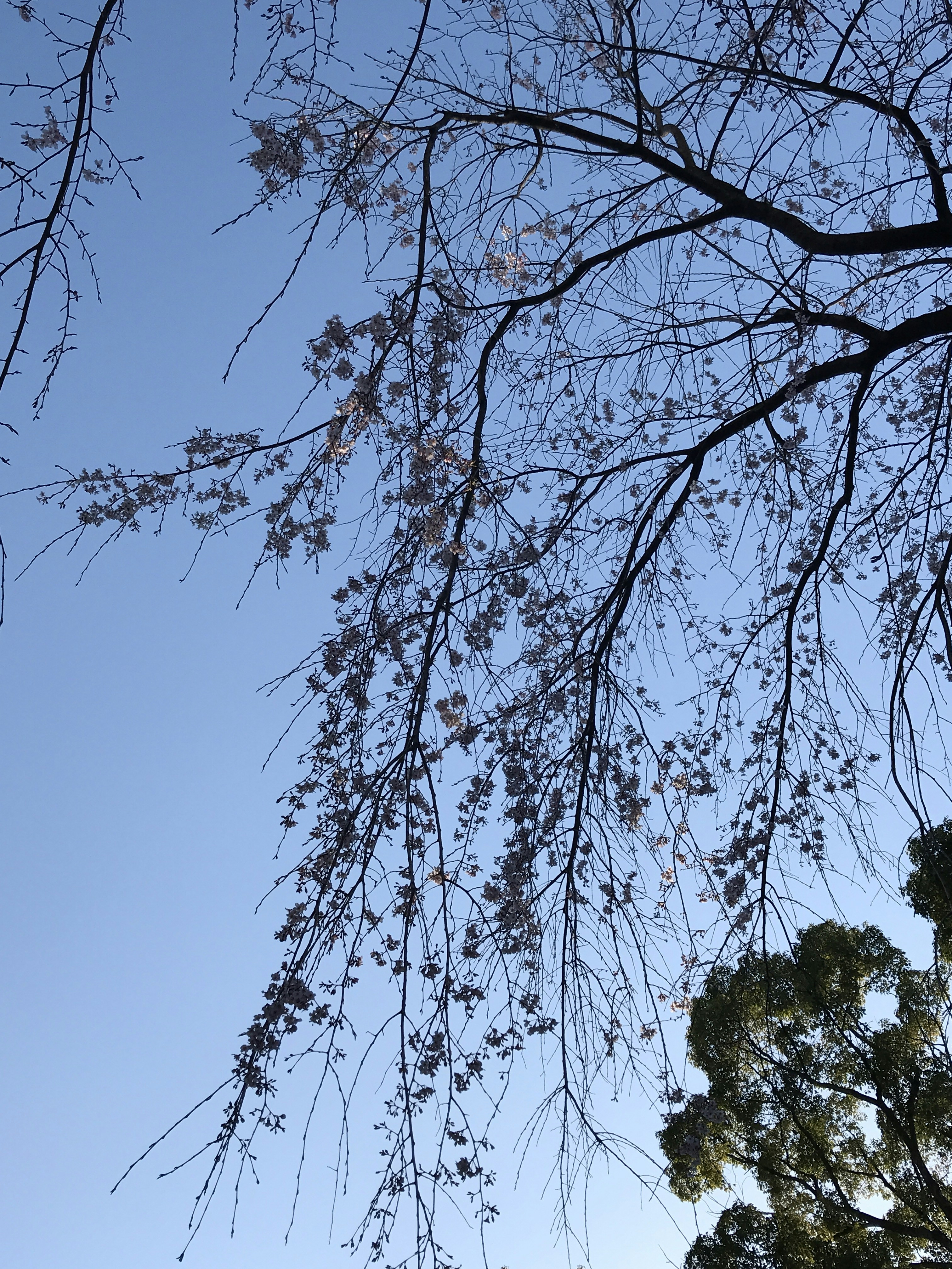 Photo by blackenedyellow