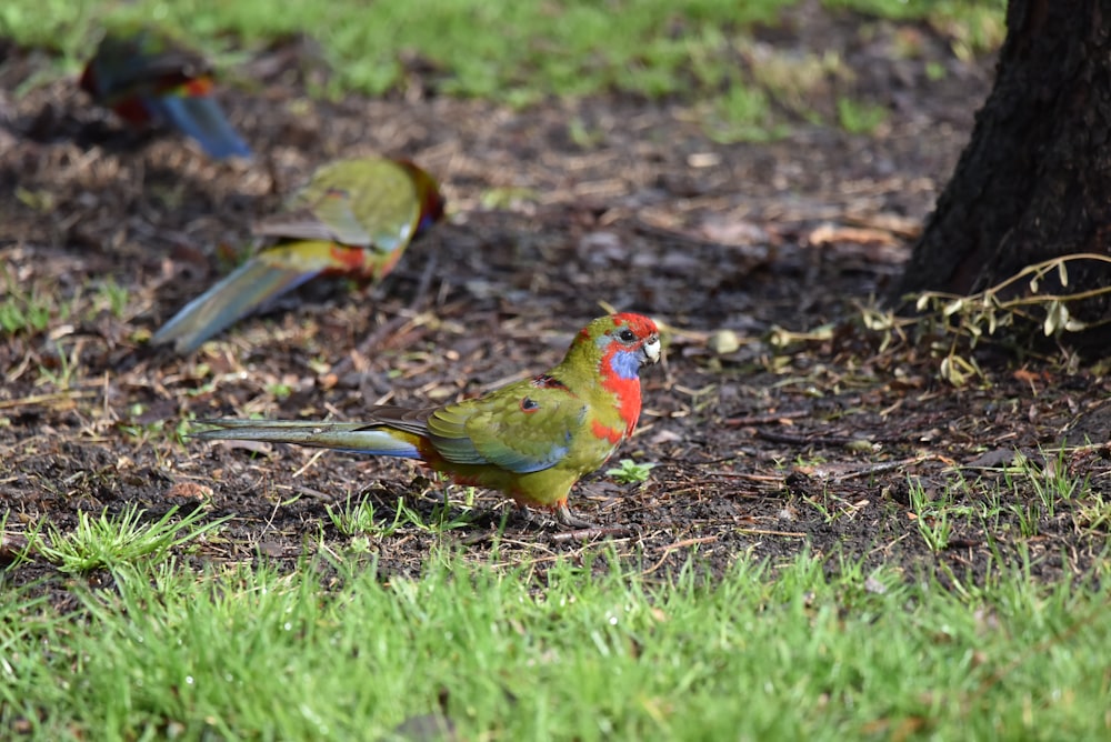 a couple of birds on the ground