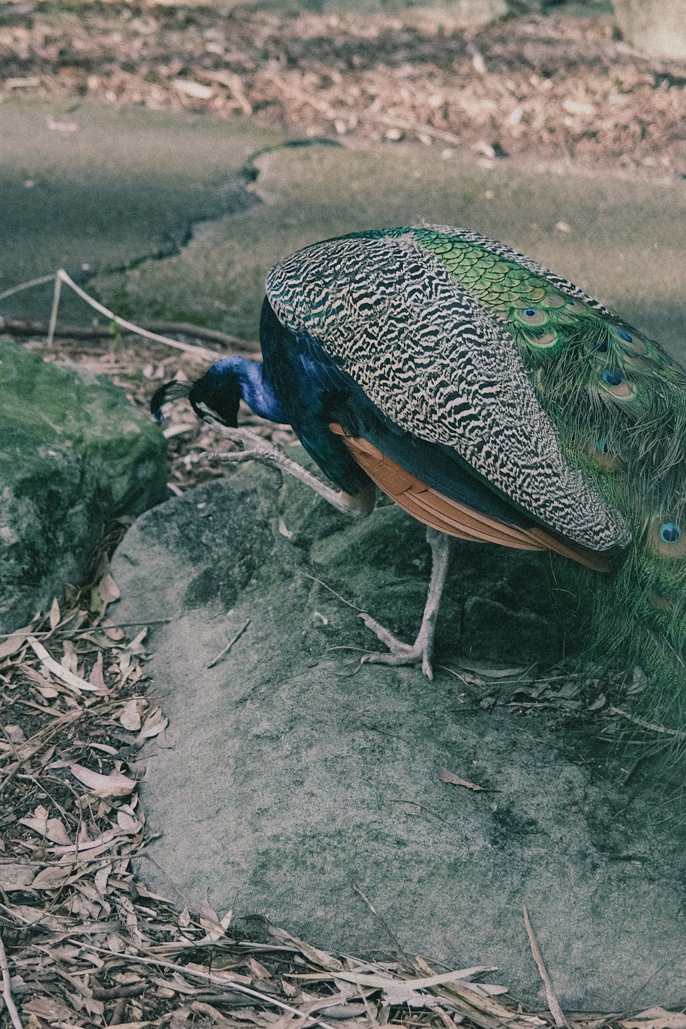 a bird standing on the ground