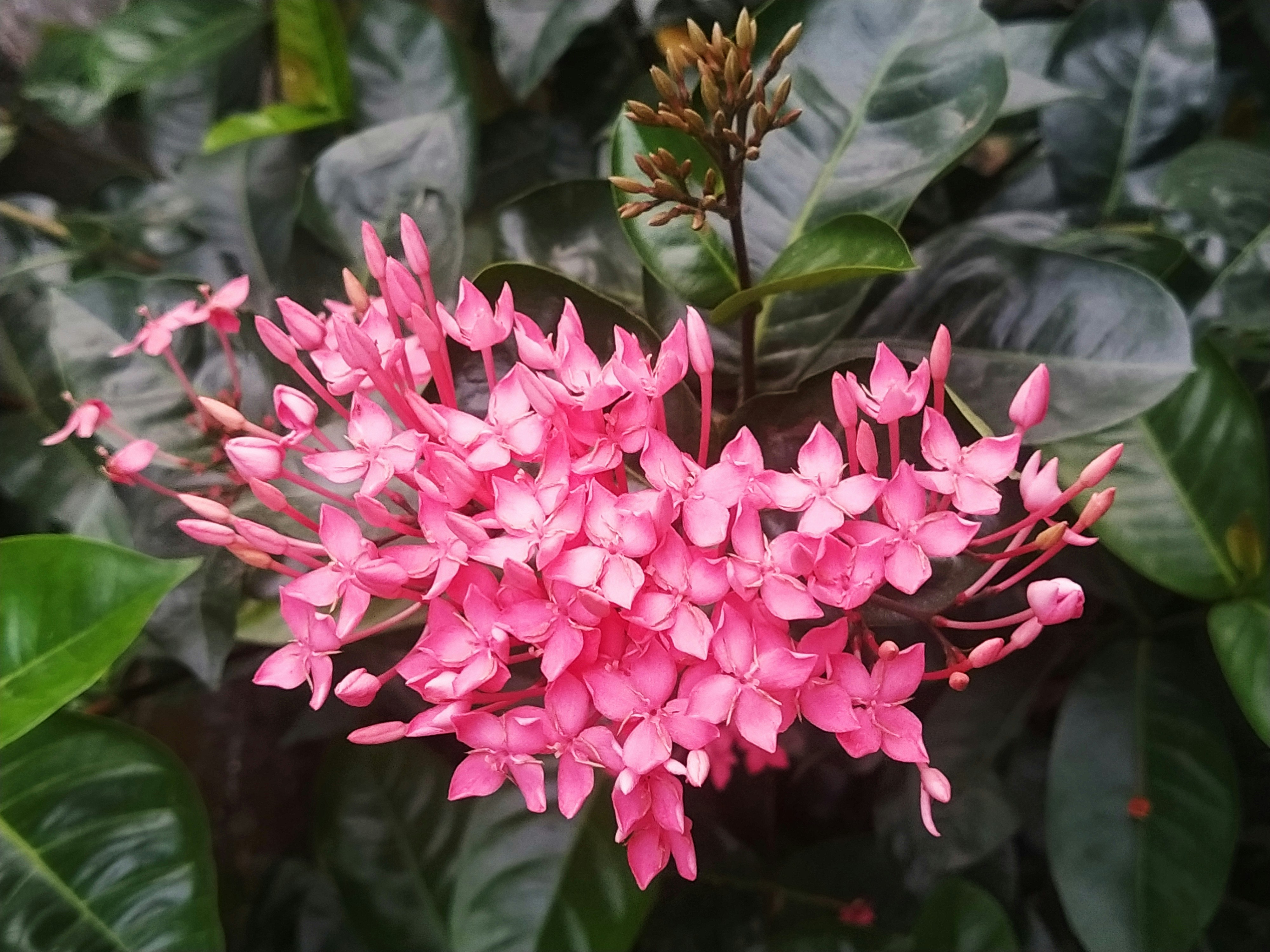 Photo by urstrulymuntasir