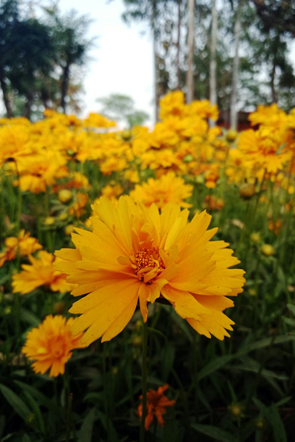 a yellow flower surrounded by yellow flowers
