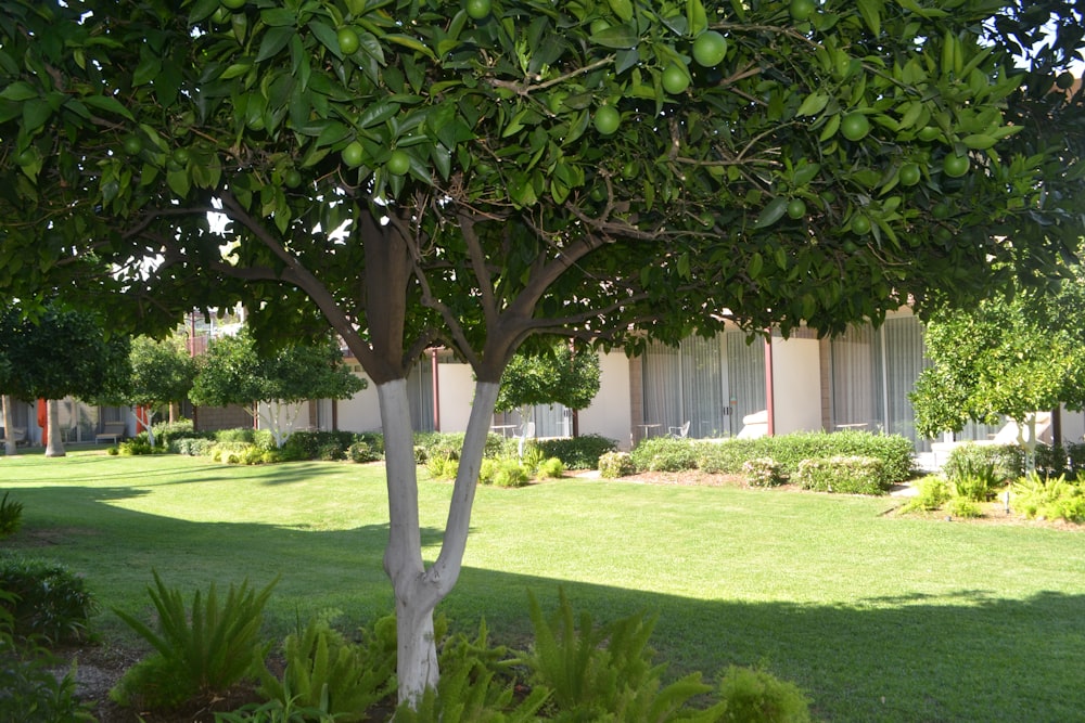 a tree with fruit growing on it