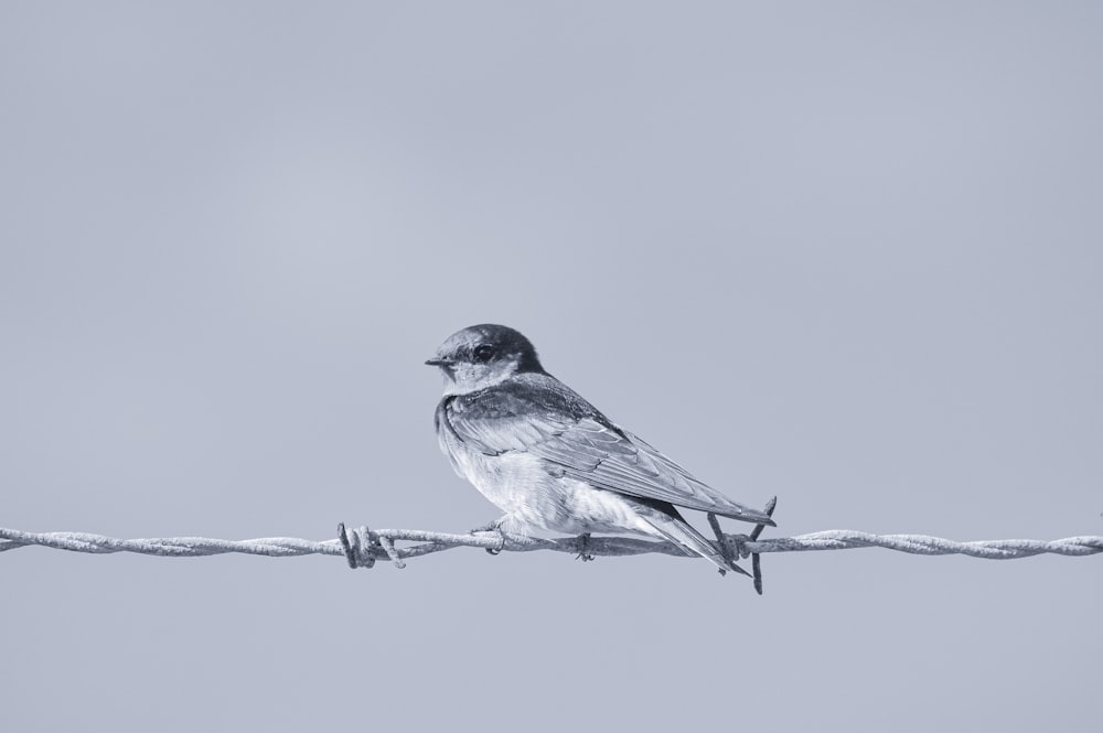 um pássaro sentado em um fio