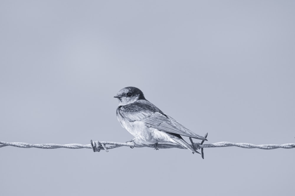 Un pájaro sentado en un cable