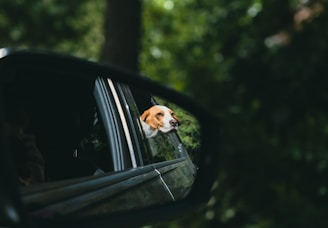 a dog looking out the window of a car