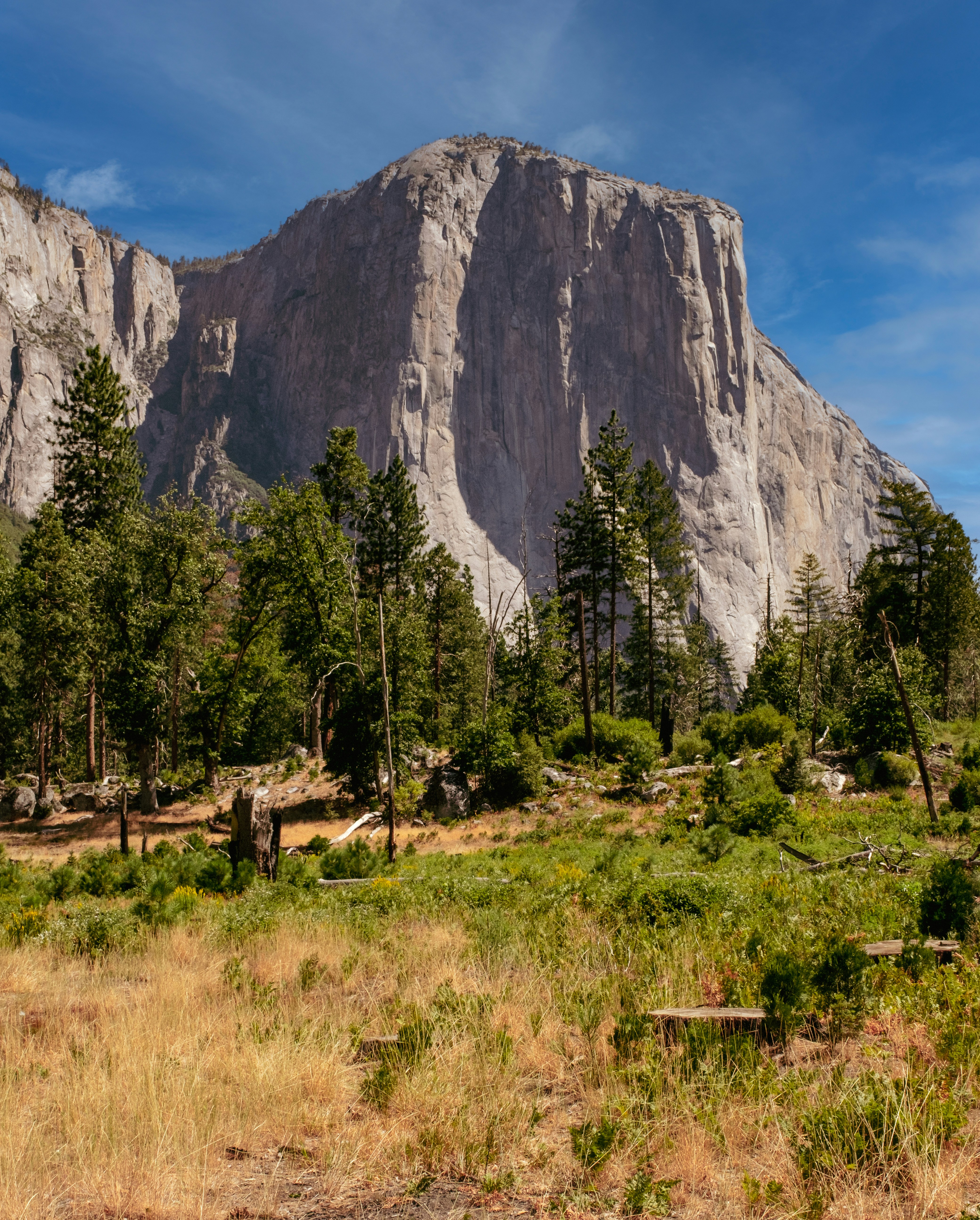 a forest in front of a mountain