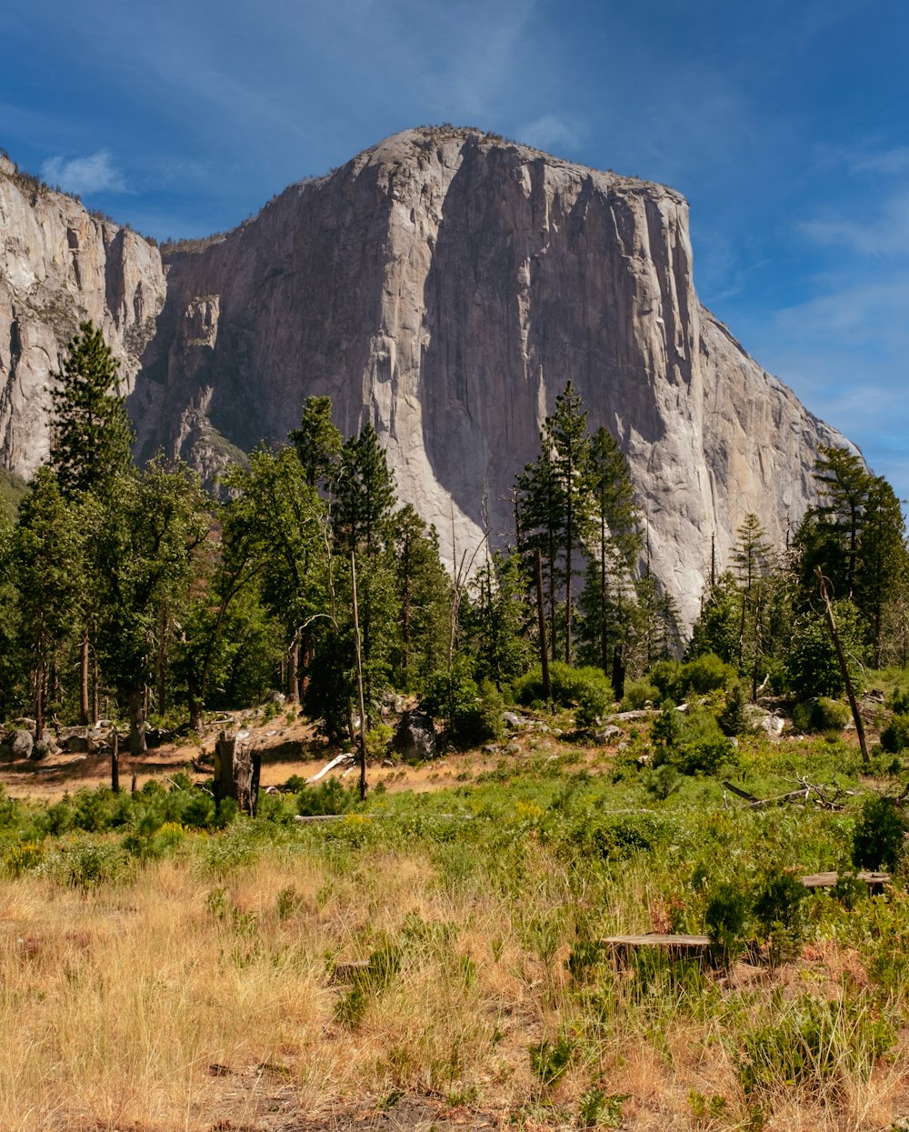 a forest in front of a mountain