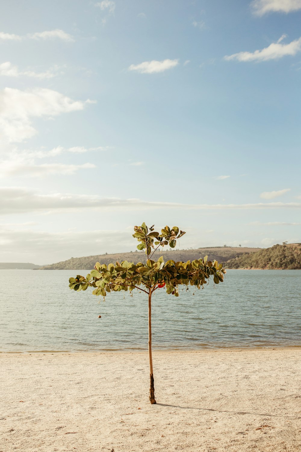 a tree on a beach