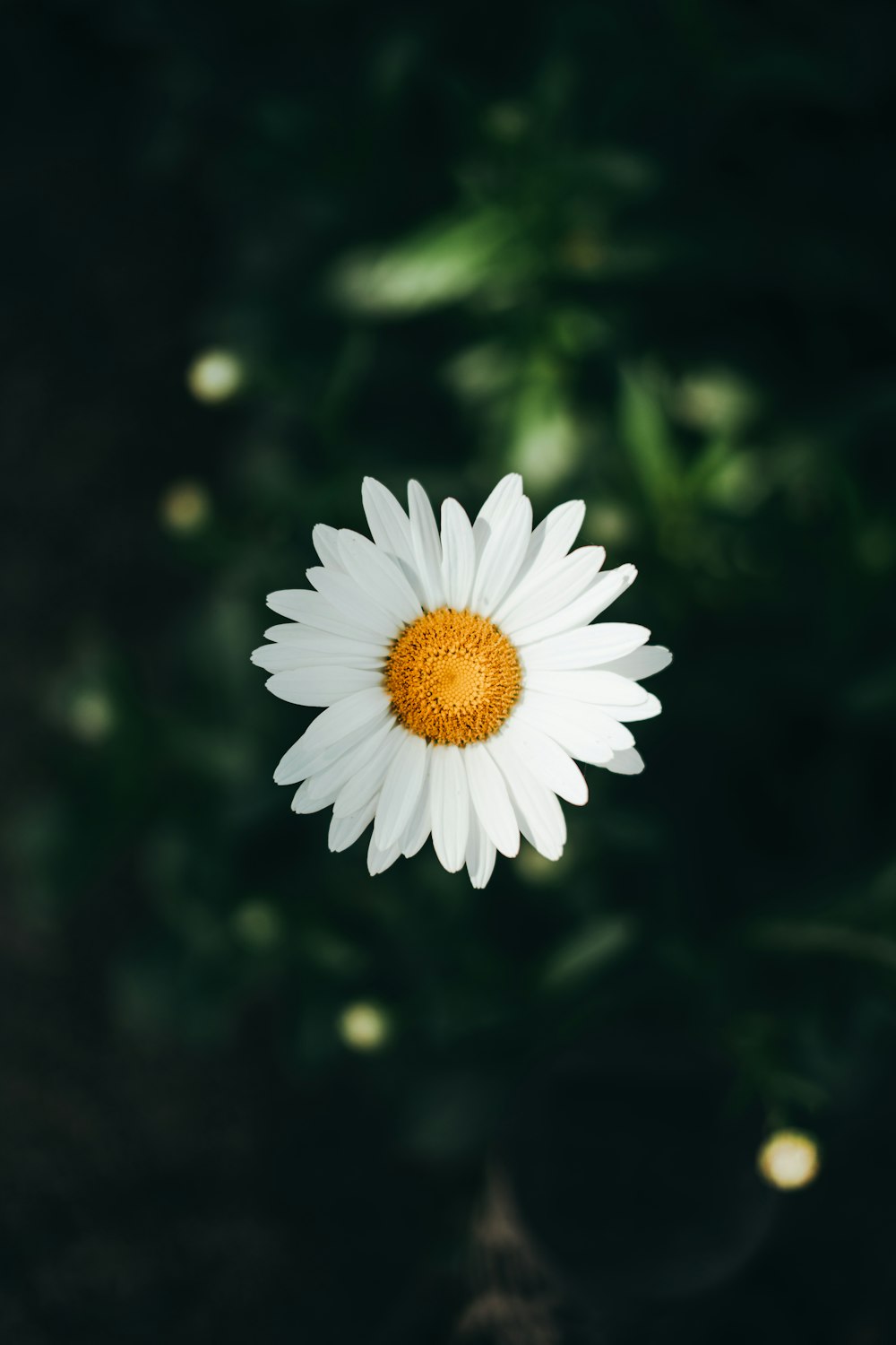 a white flower with yellow center