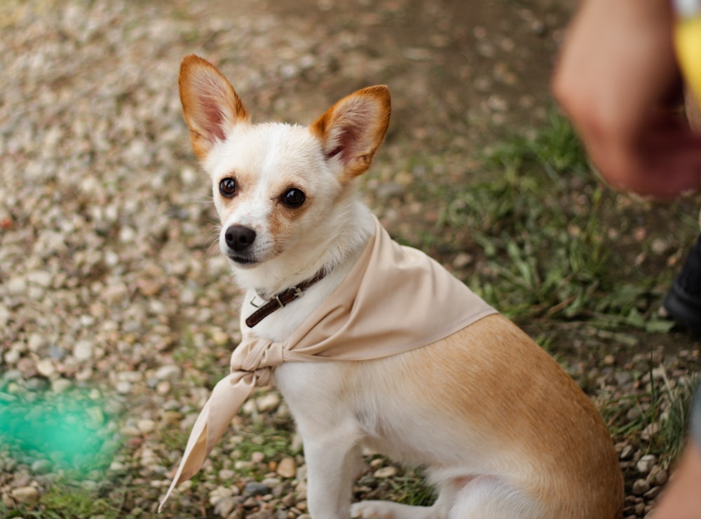 a dog wearing a shirt