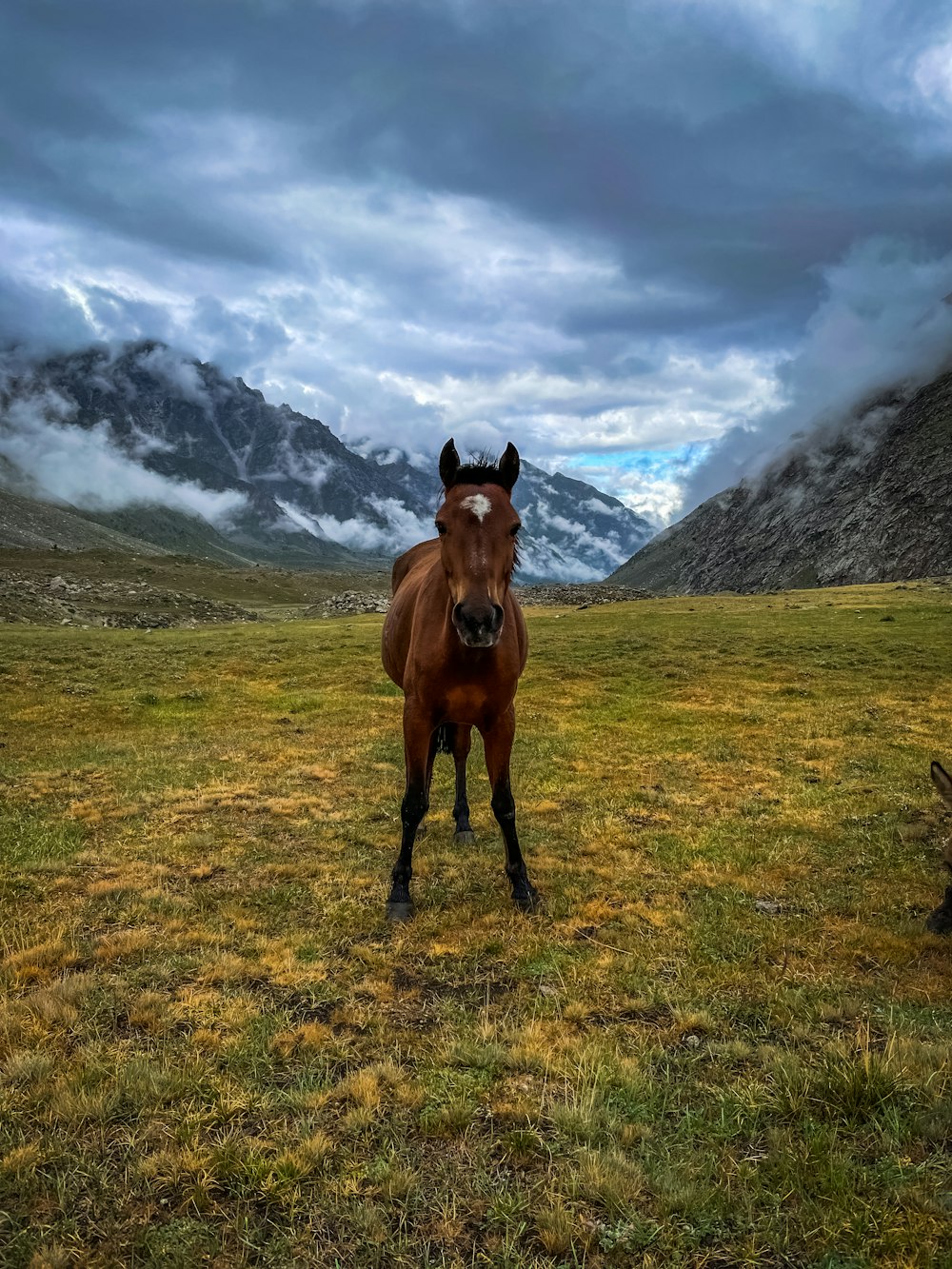 a horse standing in a field