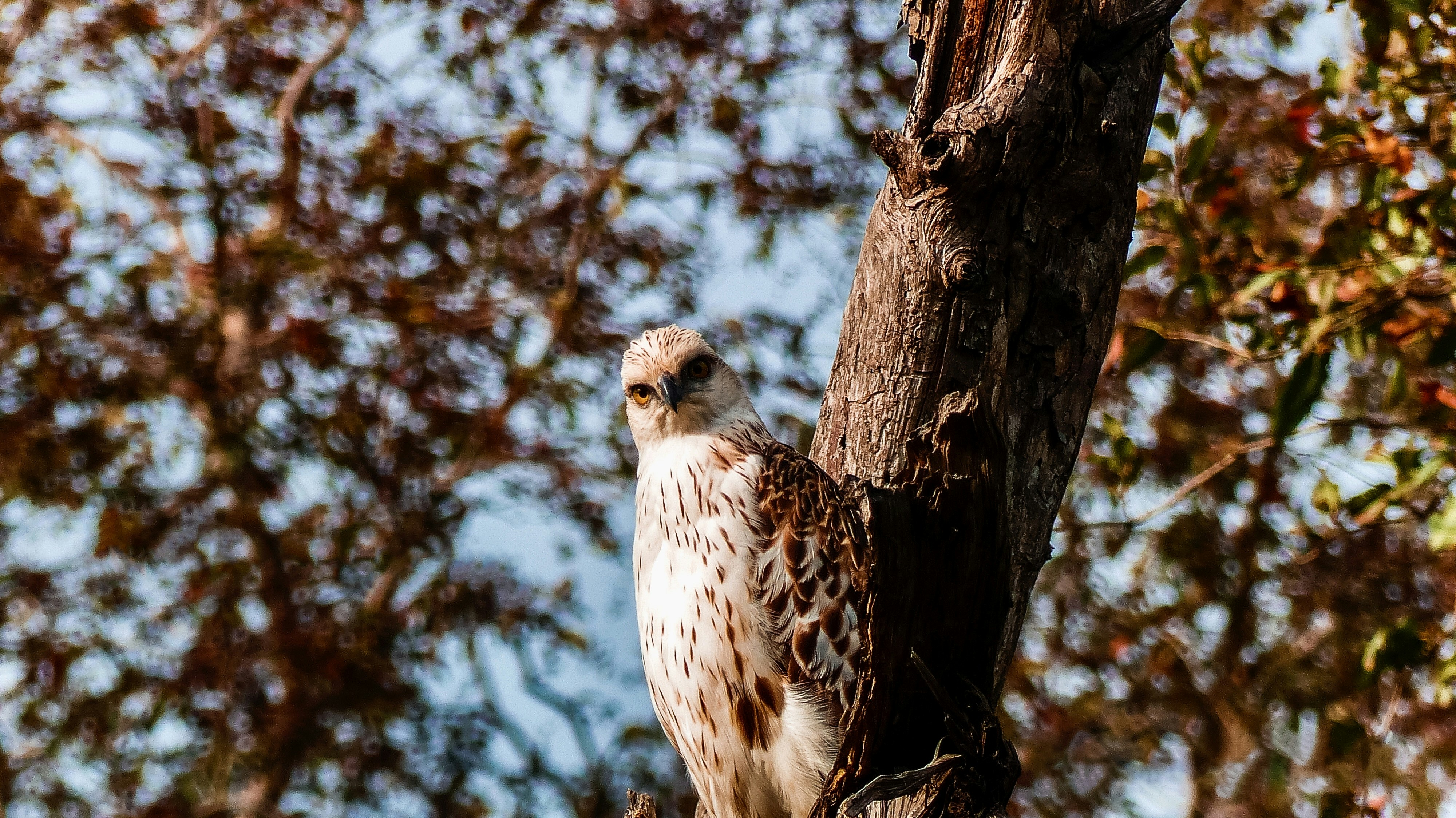 an owl perched on a tree