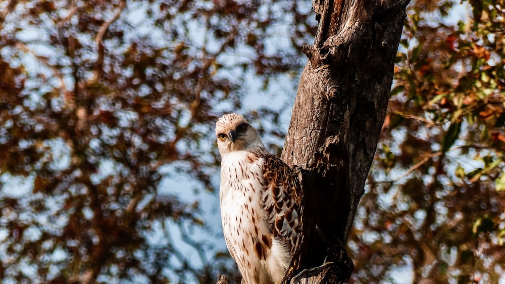 an owl perched on a tree