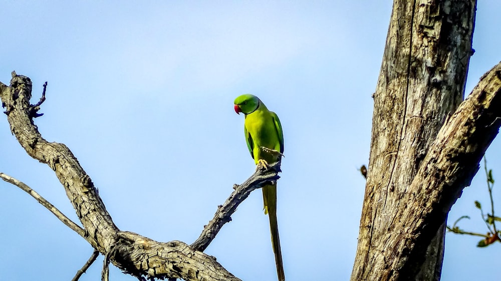 a green bird on a tree branch