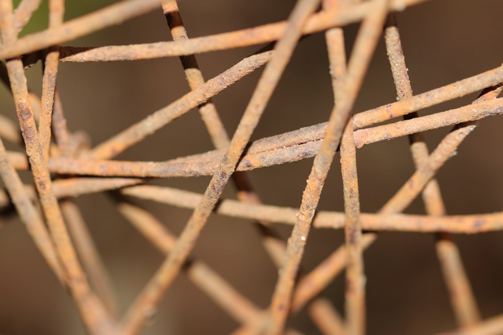 a close up of a tree branch