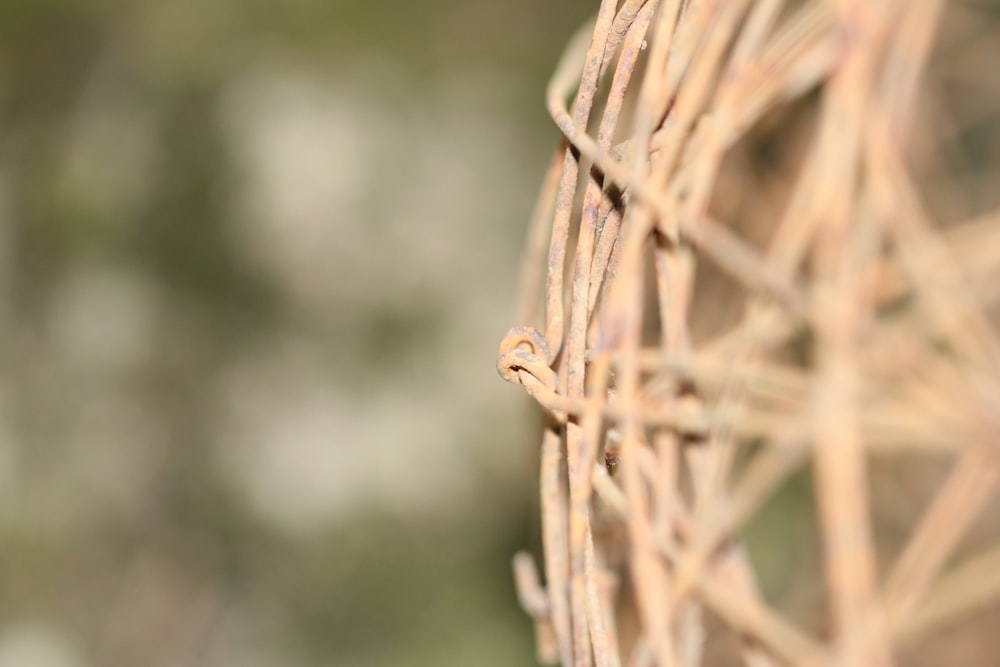 a small insect on a plant