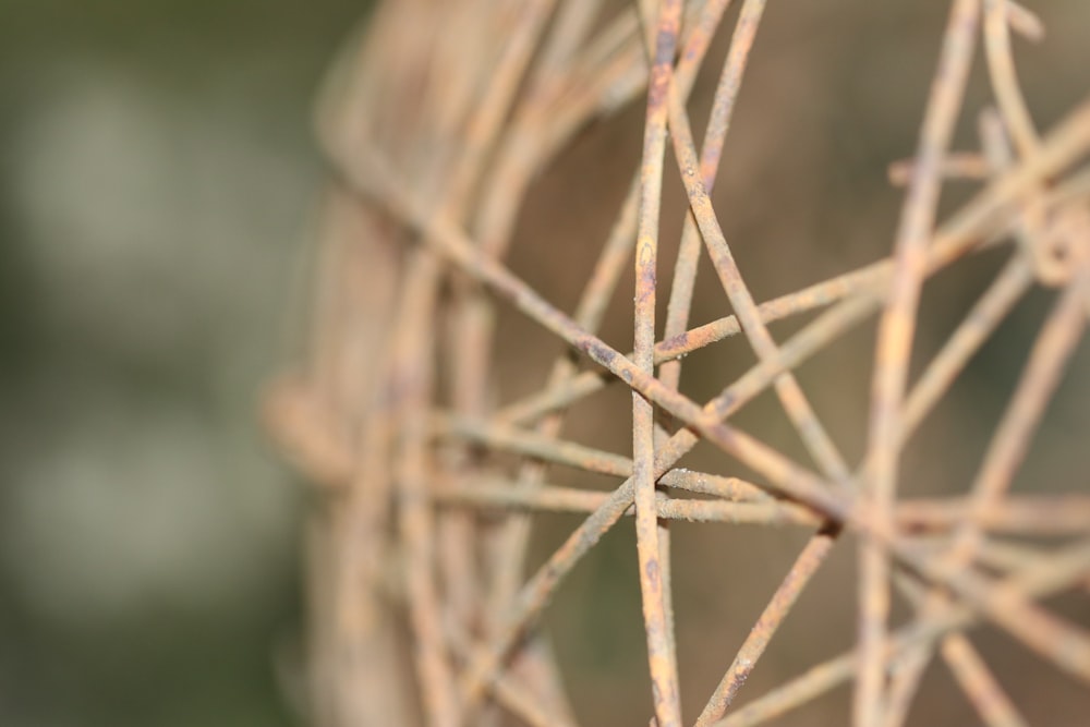 close up of a plant