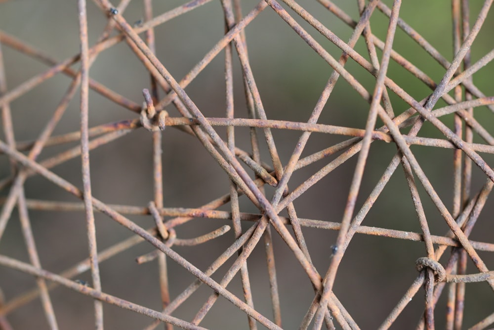 a close up of a spider