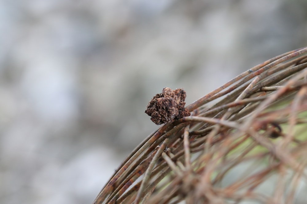 a close up of a pine cone