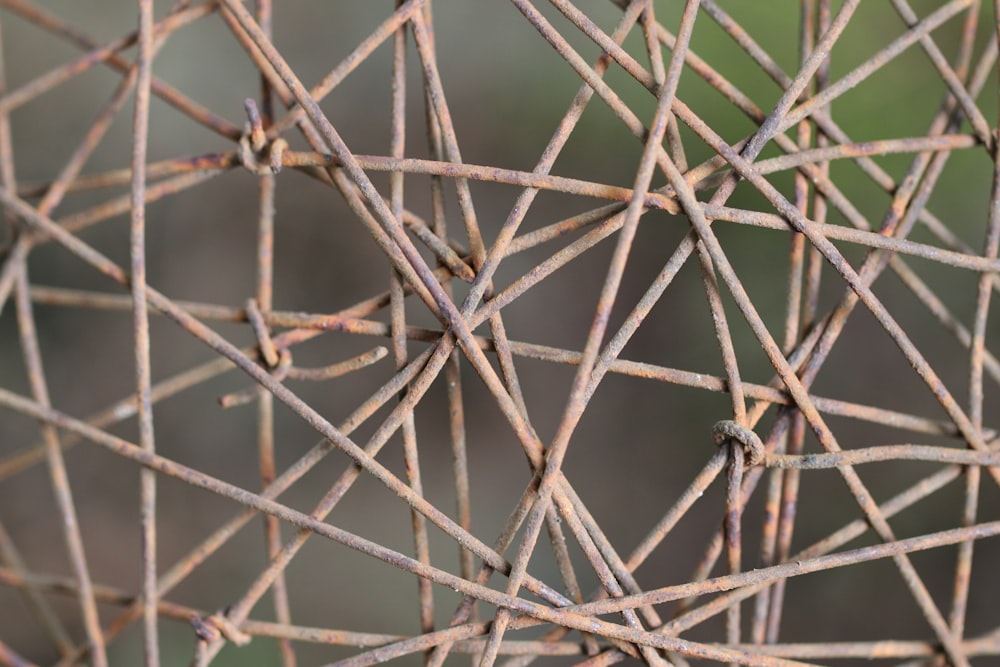 a close up of a spider