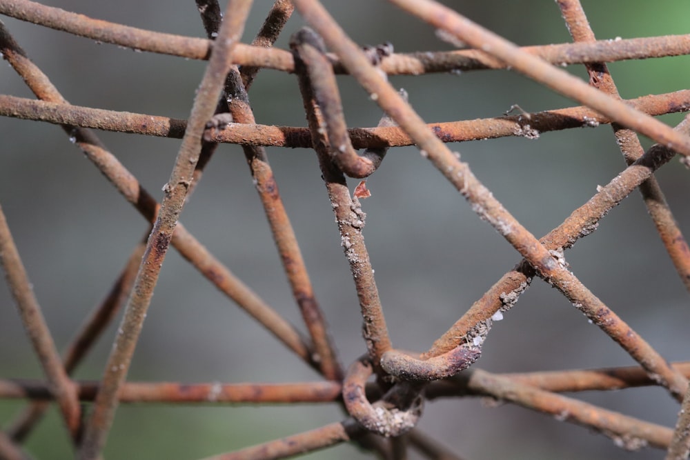 a close up of a tree branch