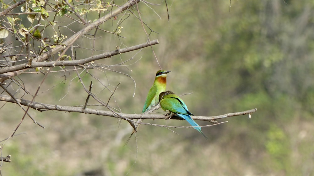 birds sitting on a branch