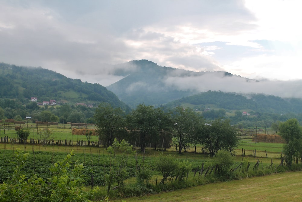 a landscape with trees and mountains in the background