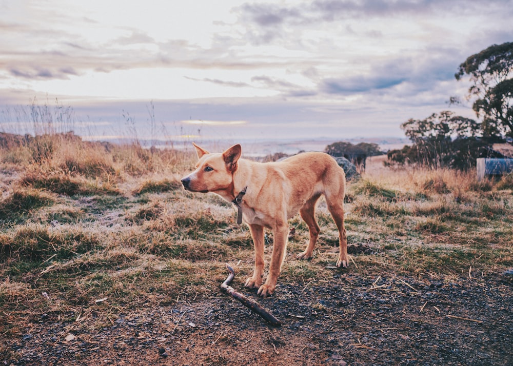 a dog standing on a hill