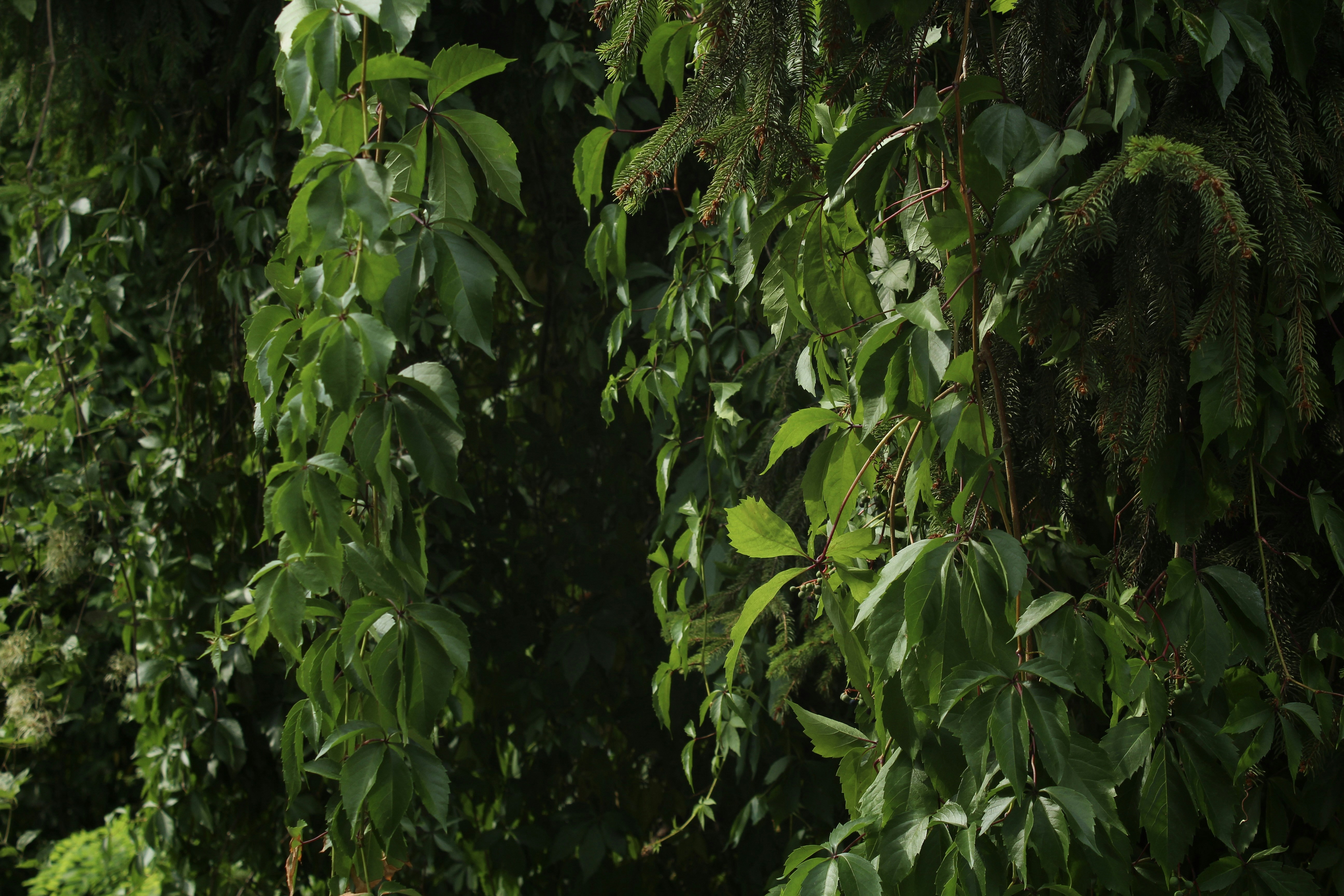 Photo by czapp_botond