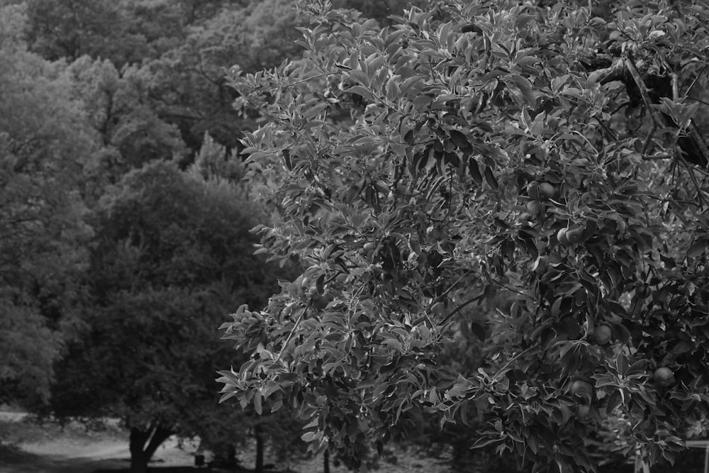 a black and white photo of a bush with many leaves