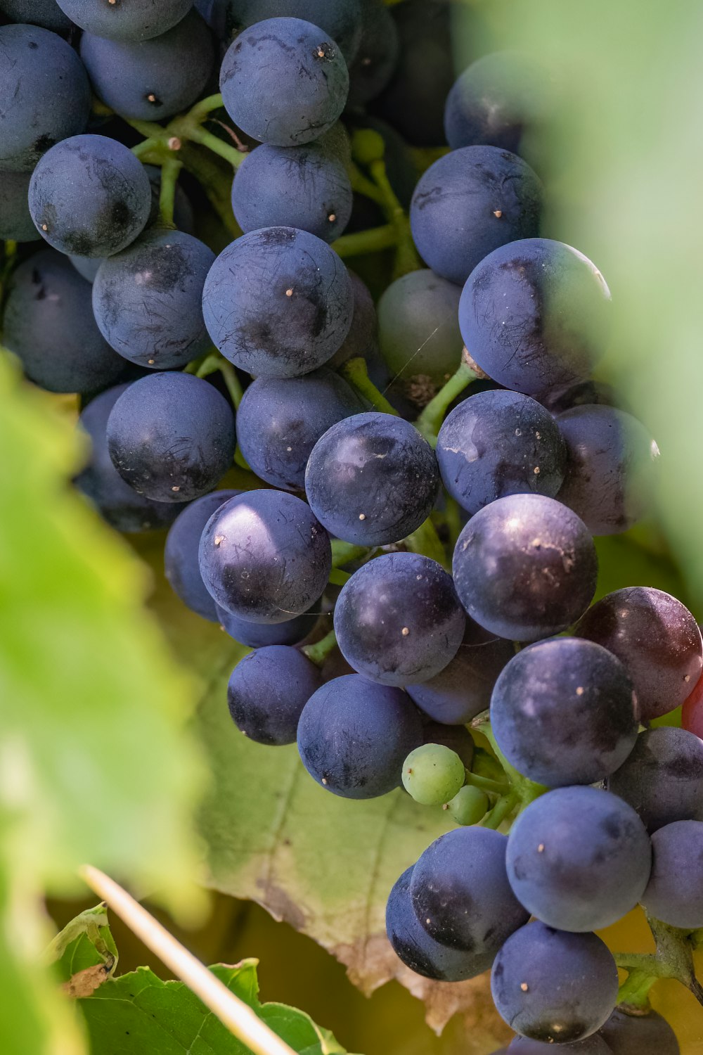 a bunch of blue grapes