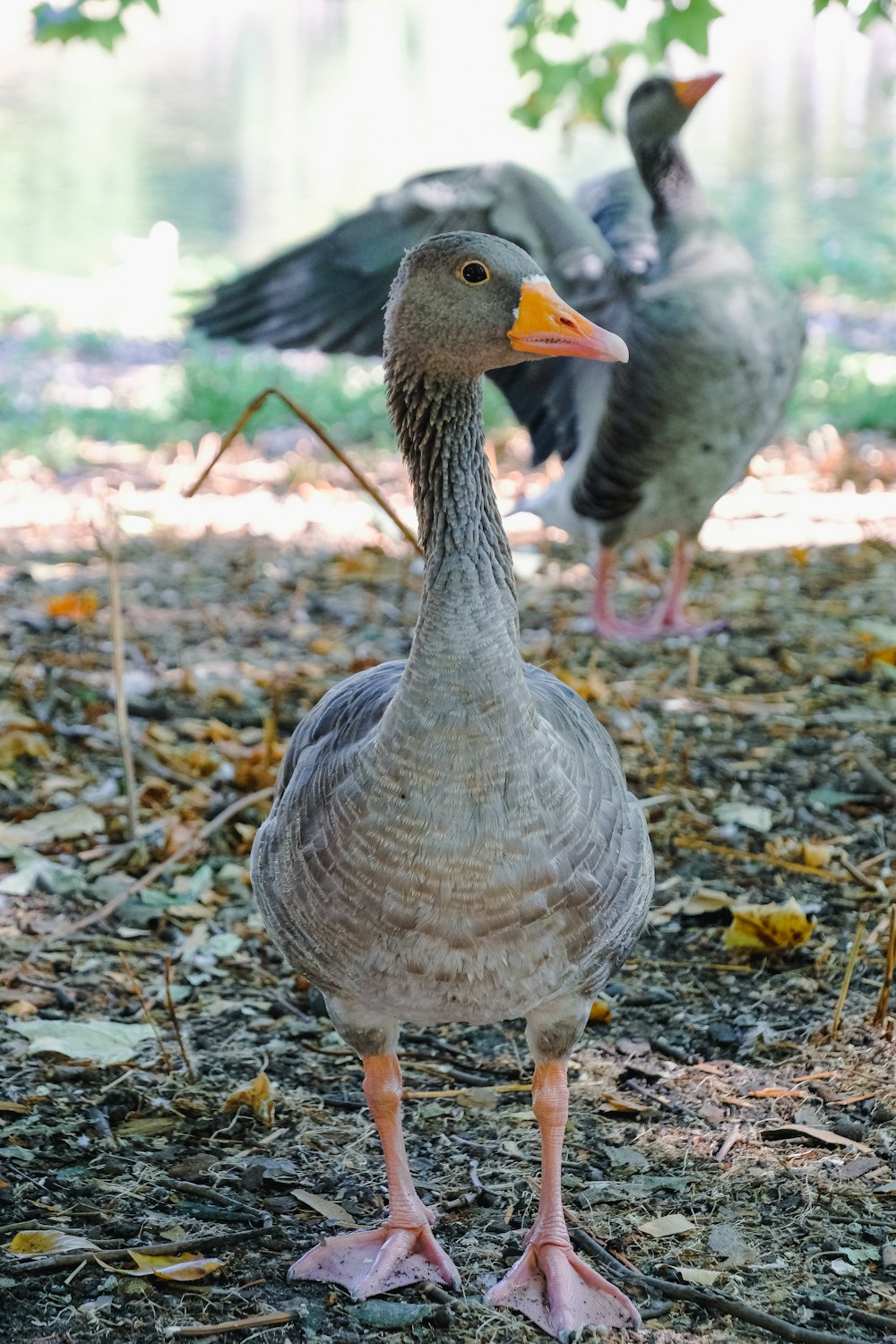 a couple of ducks standing on the ground