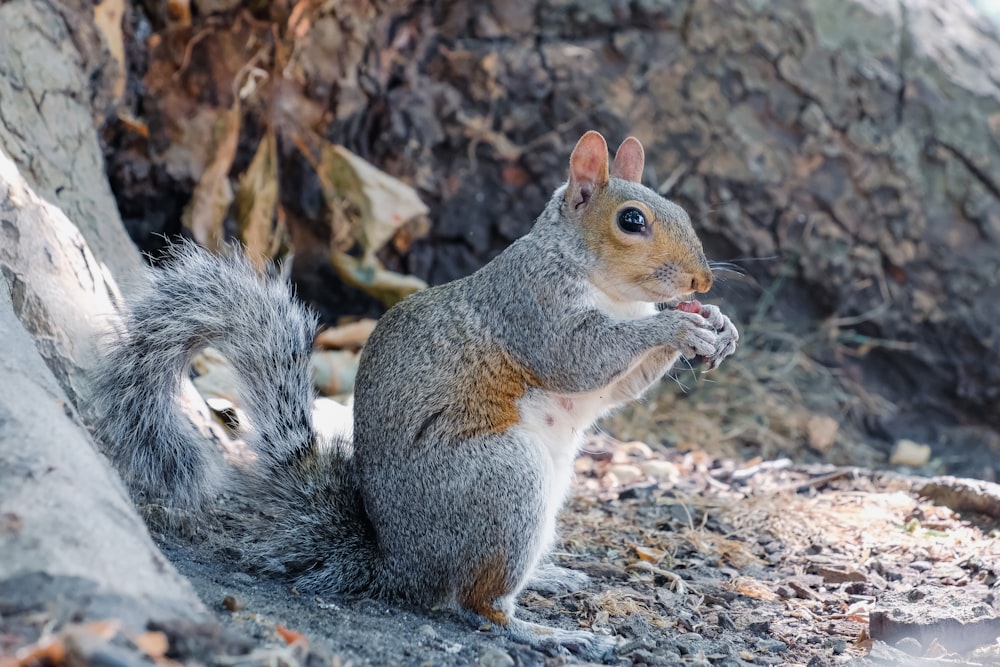 a squirrel eating a nut