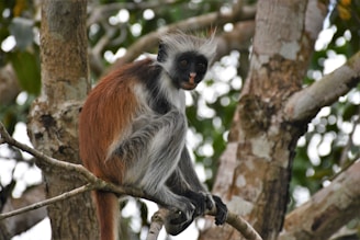 a monkey sitting on a tree branch