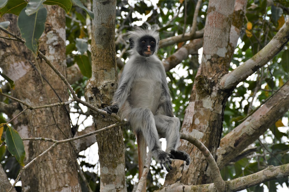 a monkey sitting on a tree branch