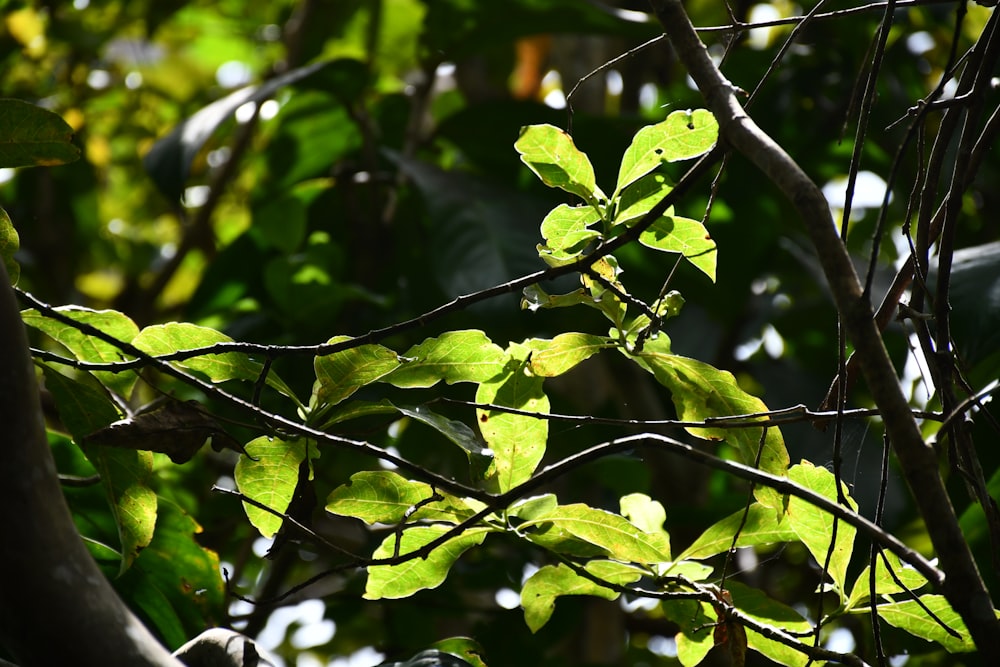 a tree with green leaves