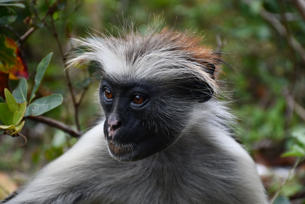 a monkey with a bushy face