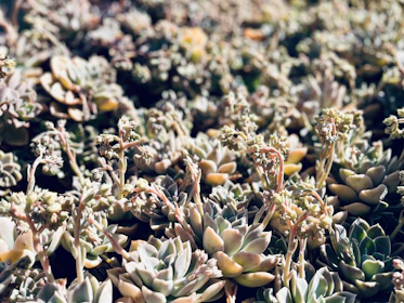 Close-up of blooming succulents with varied textures and colors