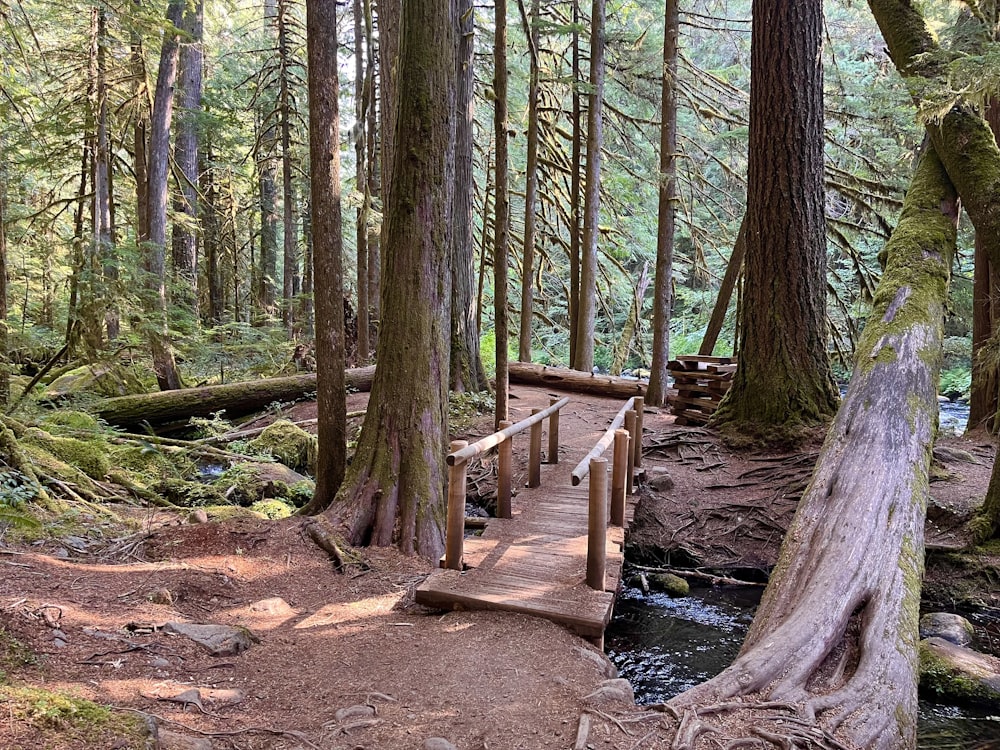 a wooden bridge in a forest