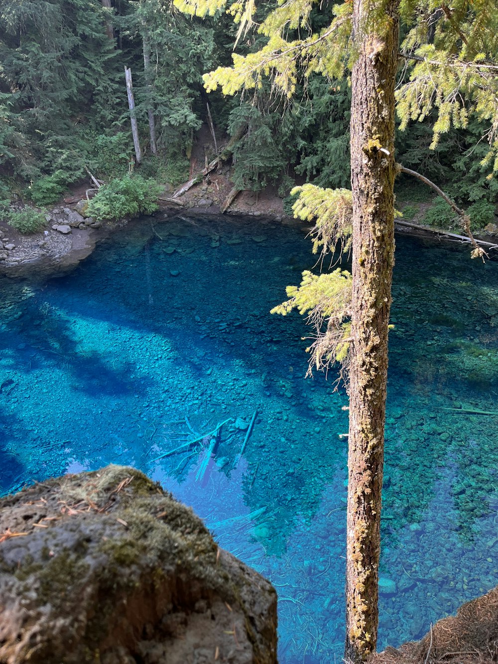 Ein Fluss mit Bäumen und Felsen