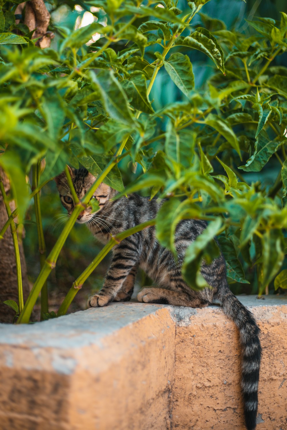 a couple of cats on a rock